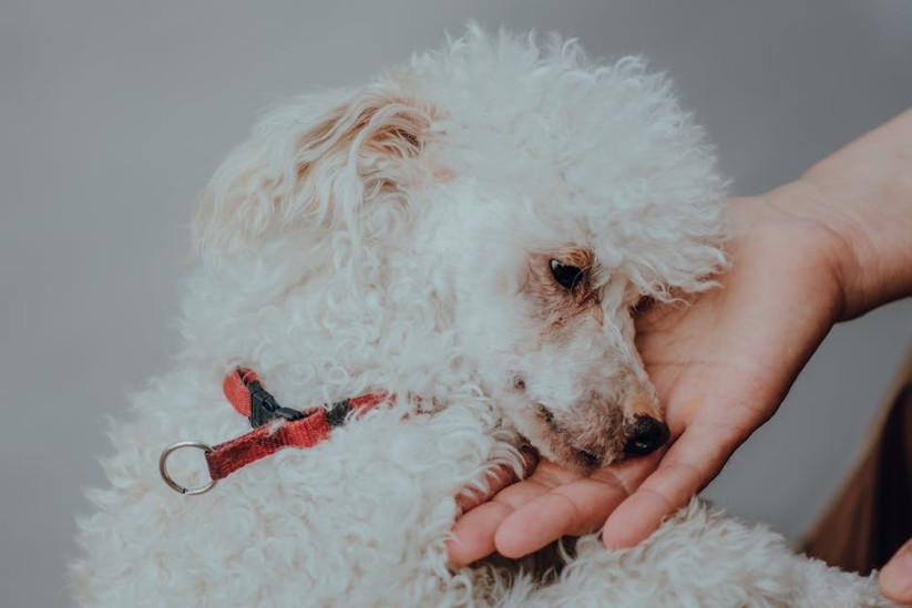 Pet moments