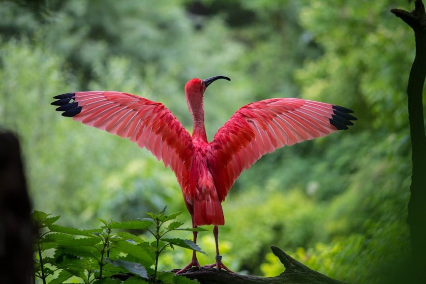 Nature