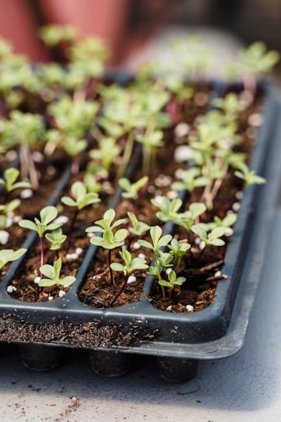 Home Gardening